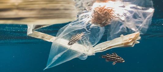 DDAM Mailers are made out of 100% ocean bound plastic pollution